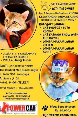 Cat Fashion Show With The Owner